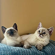 Jack And Rose is registered to the contest to win money with this photo: animal, blue_blanket, cat, companions, cozy, curious, cute, domestic, ears, feline, fluffy, fur, indoor, kitten, looking_up, paw, pets, resting, whiskers, young