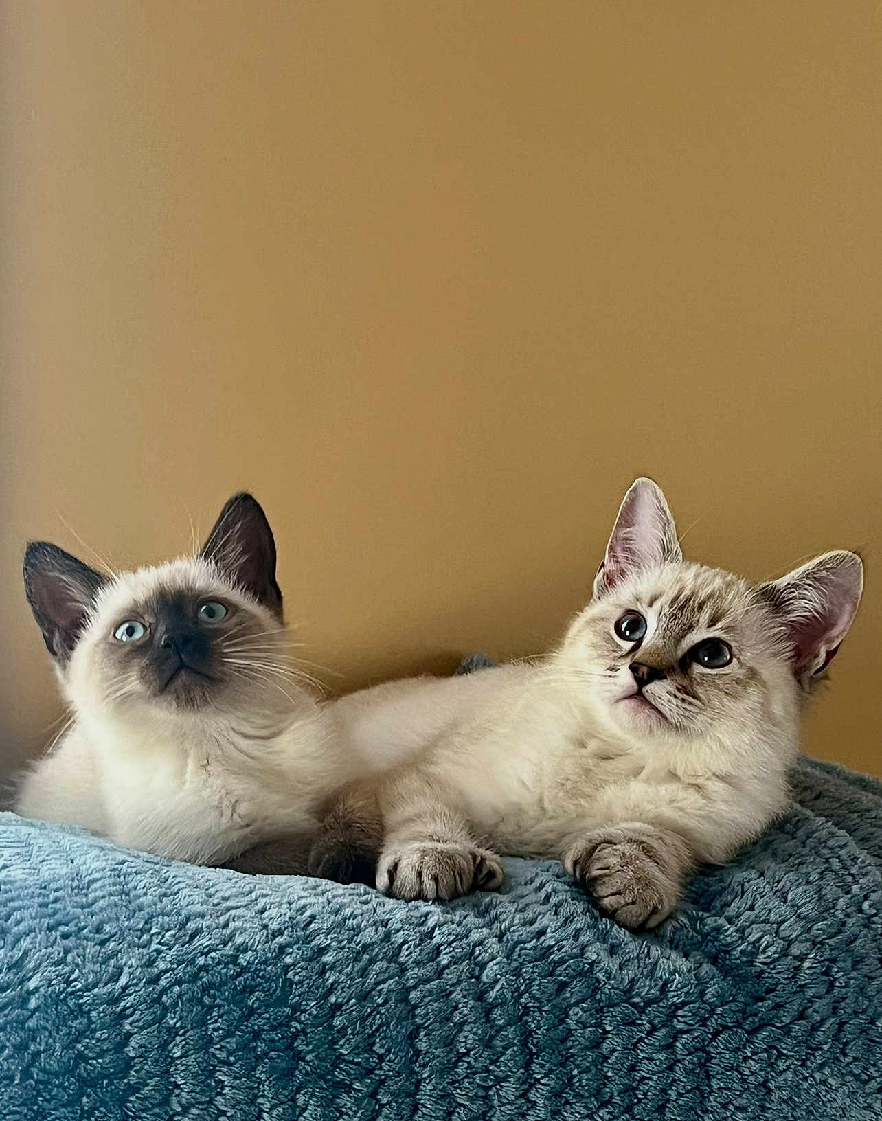 Jack And Rose is registered to the contest to win money with this photo: animal, blue_blanket, cat, companions, cozy, curious, cute, domestic, ears, feline, fluffy, fur, indoor, kitten, looking_up, paw, pets, resting, whiskers, young