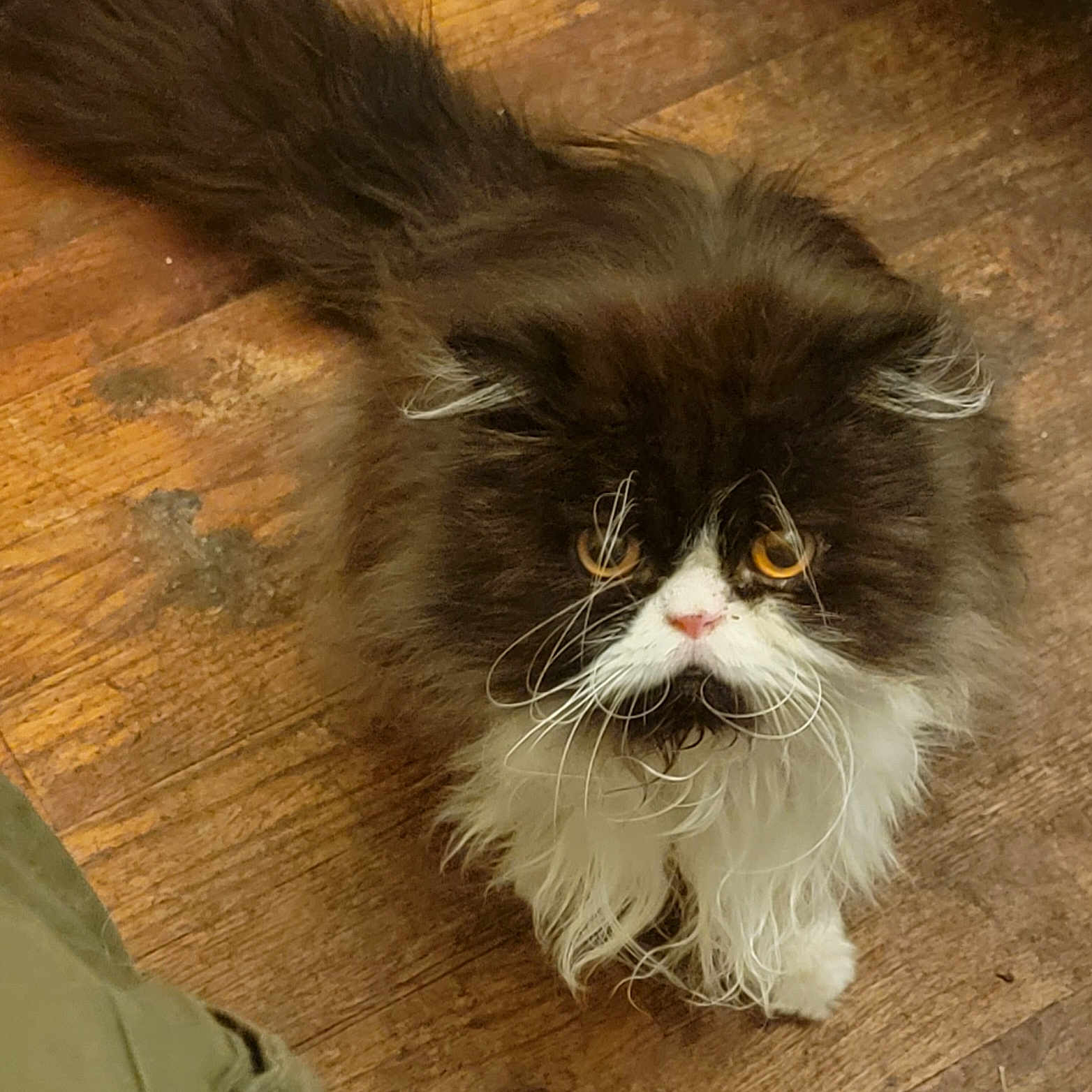 Toshi is registered to the contest to win money with this photo: amber_eyes, animal, black_and_white, cat, close_up, curious, cute, domestic_cat, feline, fluffy, fur, indoor, long_hair, looking_up, mammal, pet, small_animal, standing, whiskers, wooden_floor