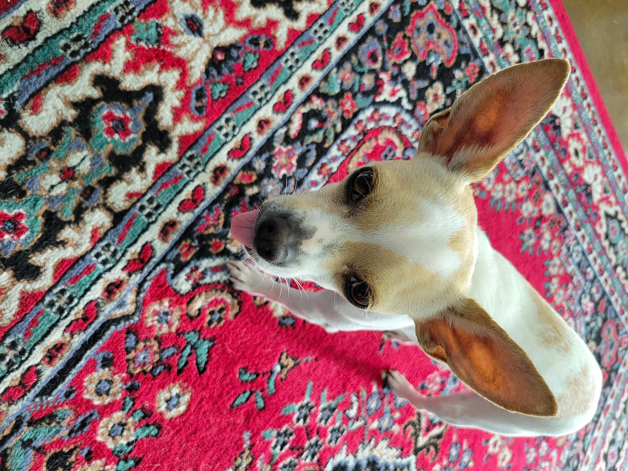 Butter joined the competition — help win amazing prizes! canidae, carnivore, collar, companion_dog, creative_arts, dog, dog_breed, fawn, flooring, linens, pattern, paw, rectangle, snout, sporting_group, terrestrial_animal, whiskers, wood, working_animal, woven_fabric