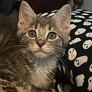 Bubbie is registered to the contest to win money with this photo: animal, blanket, cat, cozy, curious, cute, ears, eyes, feline, fur, ghost_pattern, indoor, kitten, leopard_print, pet, pillow, resting, tabby, whiskers, young