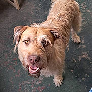 Copper is registered to the contest to win money with this photo: animal, brown_fur, canine, companion, concrete_floor, dog, ears, floor, friendly, fur, happy, indoor, looking_up, mammal, mouth, pet, scruffy, tail_wagging, tongue_out, wooden_furniture