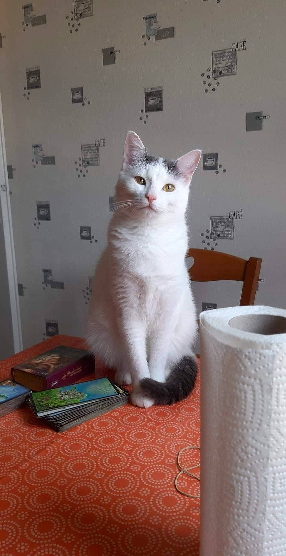 Chipounette a rejoint le concours — aidez-le/la à gagner de superbes lots ! box, carnivore, cat, comfort, cylinder, domestic_short_haired_cat, felidae, flooring, fur, household_supply, paper_towel, paw, room, small_to_medium_sized_cats, tail, tissue_paper, toilet_paper, whiskers