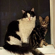 Moon-Naya Et Wyllo a rejoint le concours — aidez-le/la à gagner de superbes lots ! cat, kitten, black_and_white_cat, tabby_cat, windowsill, window_screen, fur, whiskers, big_eyes, tail, indoor, night, portrait, pet, pair, sitting, curious, companions, gaze, household