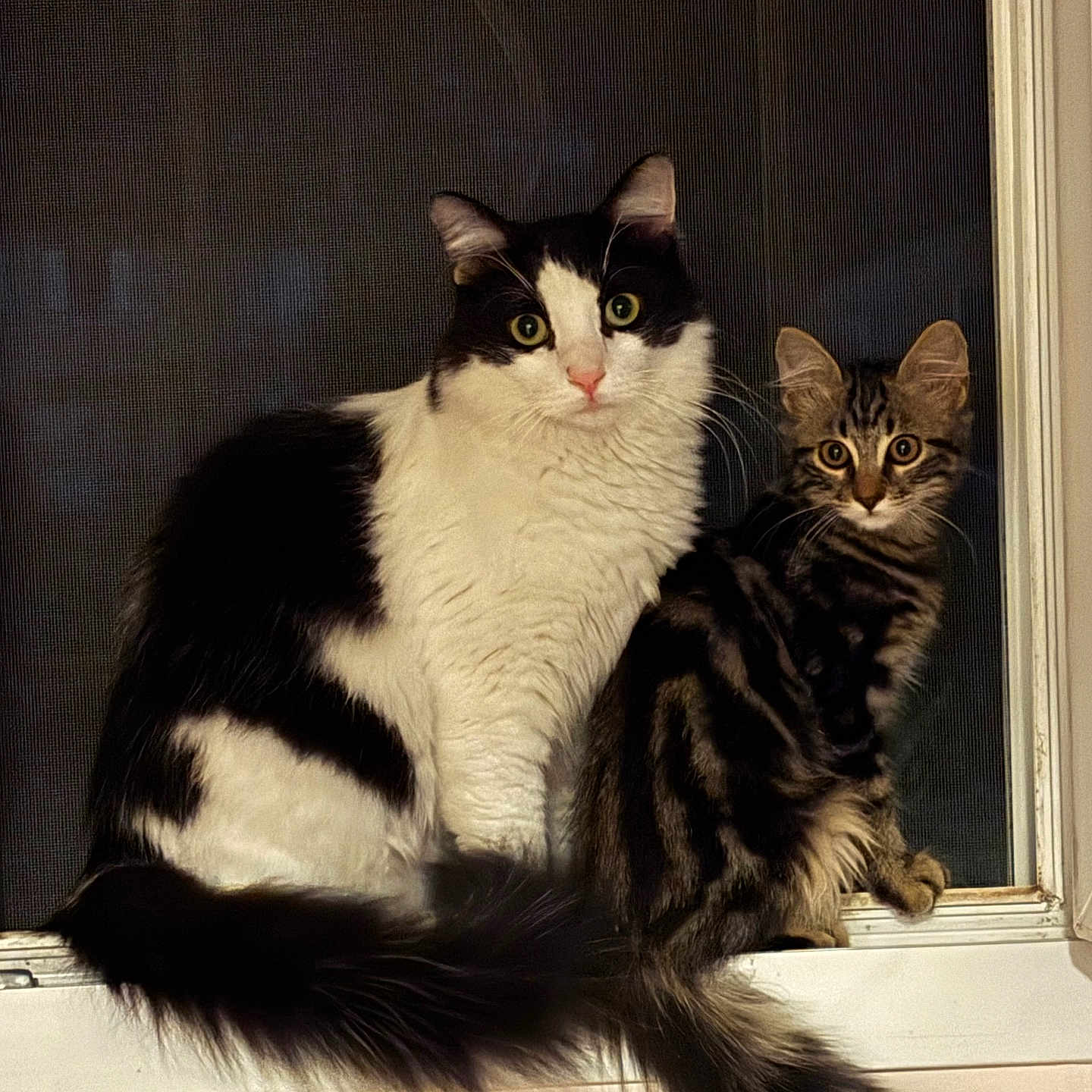 Moon-Naya Et Wyllo a rejoint le concours — aidez-le/la à gagner de superbes lots ! big_eyes, black_and_white_cat, cat, companions, curious, fur, gaze, household, indoor, kitten, night, pair, pet, portrait, sitting, tabby_cat, tail, whiskers, window_screen, windowsill