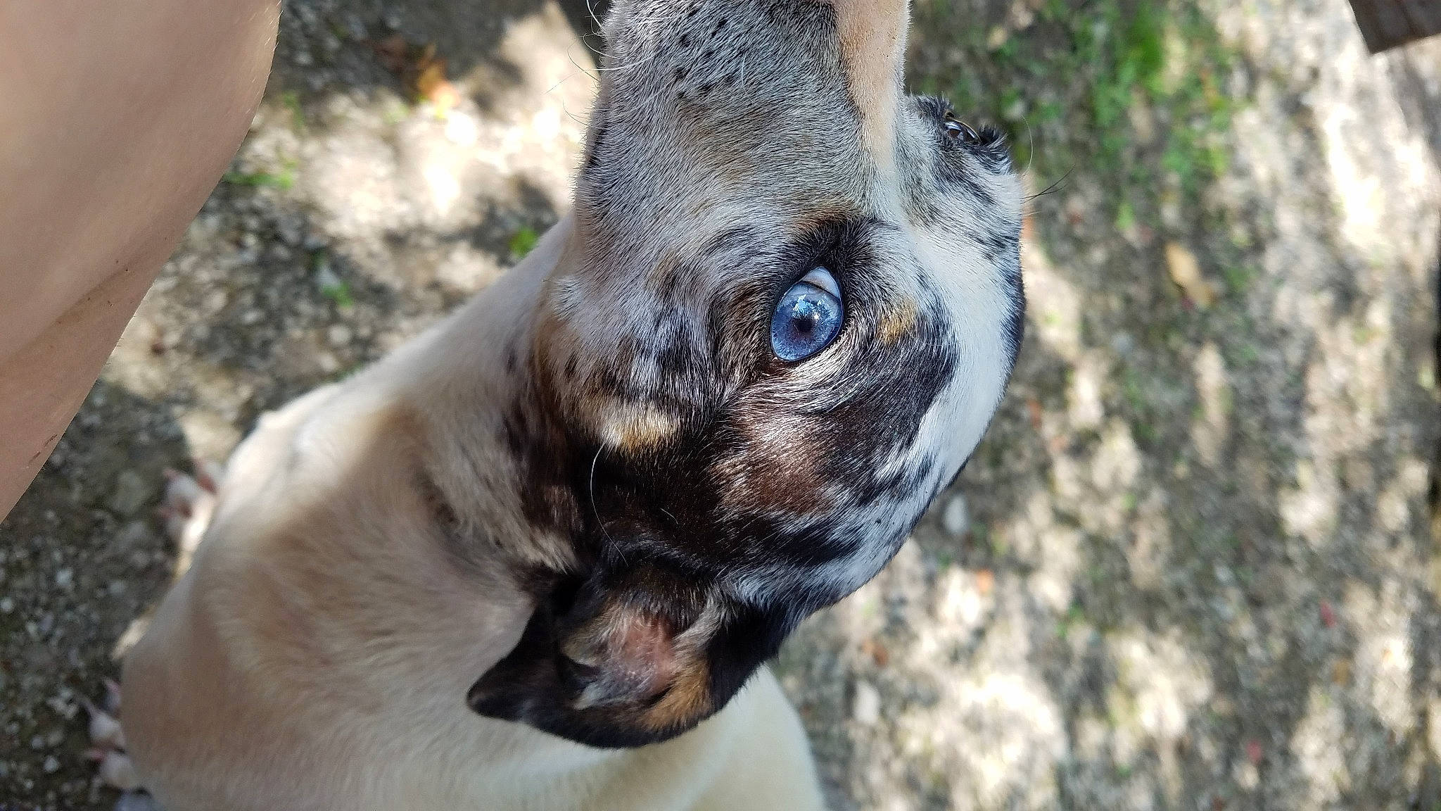 Camo is registered to the contest to win money with this photo: canidae, carnivore, dog, dog_breed, fawn, mammal, nose, pug, snout, vertebrate, whiskers