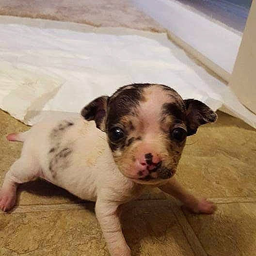 Camo is registered to the contest to win money with this photo: canidae, carnivore, companion_dog, dog, dog_breed, fawn, jack_russell_terrier, mammal, non_sporting_group, pit_bull, puppy, puppy_love, rat_terrier, sporting_group, vertebrate