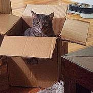 Lumi joined the competition — help win amazing prizes! animal, box_flaps, cardboard_box, carpet, cat, cozy, curious, domestic_cat, flooring, furniture, grey_cat, home_interior, indoor, living_room, looking, pet, pet_bowls, rug, sitting, wooden_floor