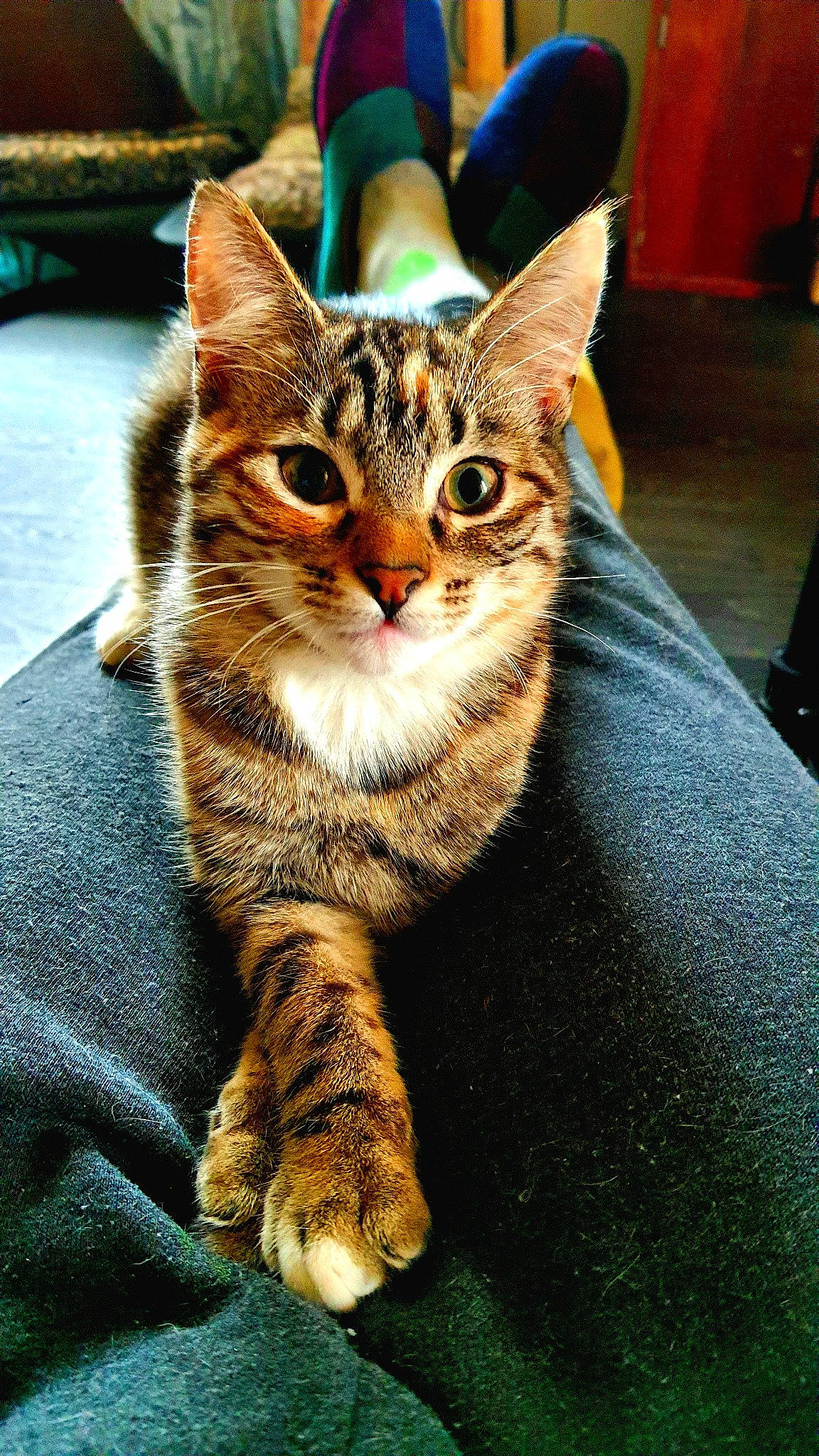 Trinity a rejoint le concours — aidez-le/la à gagner de superbes lots ! carnivore, cat, claw, domestic_short_haired_cat, felidae, foot, fur, paw, sitting, small_to_medium_sized_cats, snout, tail, terrestrial_animal, whiskers, wildlife