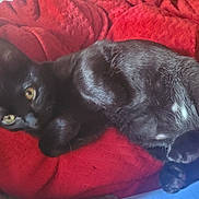 Max is registered to the contest to win money with this photo: black_cat, cat, kitten, pet, feline, blanket, red_blanket, lying_down, cozy, indoor, fur, paws, whiskers, yellow_eyes, portrait, close_up, relaxed, nap, domestic_animal, cute