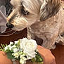 accessory, animal, close_up, corsage, curious, curly_fur, cute, decorative, dog, domestic, flower_arrangement, hand, indoor, pearl_bracelet, pet, small_dog, sniffing, white_flower, wooden_floor, wrist