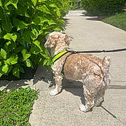Holli is registered to the contest to win money with this photo: bush, curious, daytime, dog, fur, green_harness, greenery, leash, leaves, nature, outdoor, pavement, pet, plant, shadow, shrub, sidewalk, small_dog, sunny, walking