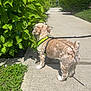 bush, curious, daytime, dog, fur, green_harness, greenery, leash, leaves, nature, outdoor, pavement, pet, plant, shadow, shrub, sidewalk, small_dog, sunny, walking