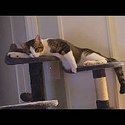 Bootsie is registered to the contest to win money with this photo: cat, tabby_cat, white_cat, sleeping, cat_tree, indoor, pet, animal, feline, resting, relaxed, fur, paw, ears, tail, home, cozy, quiet, domestic, mammal