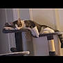 cat, tabby_cat, white_cat, sleeping, cat_tree, indoor, pet, animal, feline, resting, relaxed, fur, paw, ears, tail, home, cozy, quiet, domestic, mammal