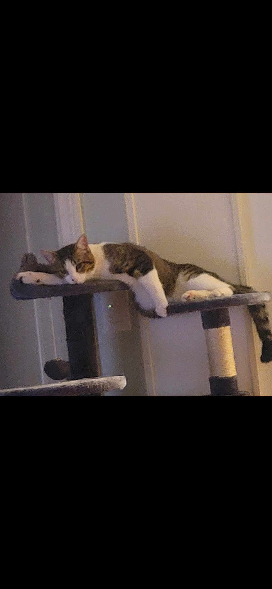 Bootsie is registered to the contest to win money with this photo: cat, tabby_cat, white_cat, sleeping, cat_tree, indoor, pet, animal, feline, resting, relaxed, fur, paw, ears, tail, home, cozy, quiet, domestic, mammal