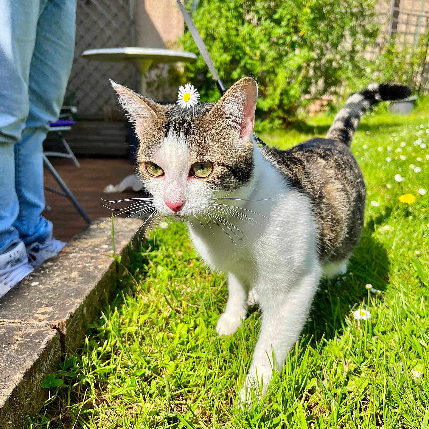 Nayzou participe au concours pour gagner de l'argent avec cette photo : accessories, animal, backyard, cat, clothing, footwear, grass, jeans, lawn, leash, manx, nature, outdoors, pants, person, pet, plant, shoe, strap, yard