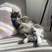 Sol joined the competition — help win amazing prizes! cat, fluffy, couch, gray, pillow, pink, flower, sunlight, shadow, indoor, relaxed, pet, feline, cozy, fur, whiskers, paw, home, comfort, resting