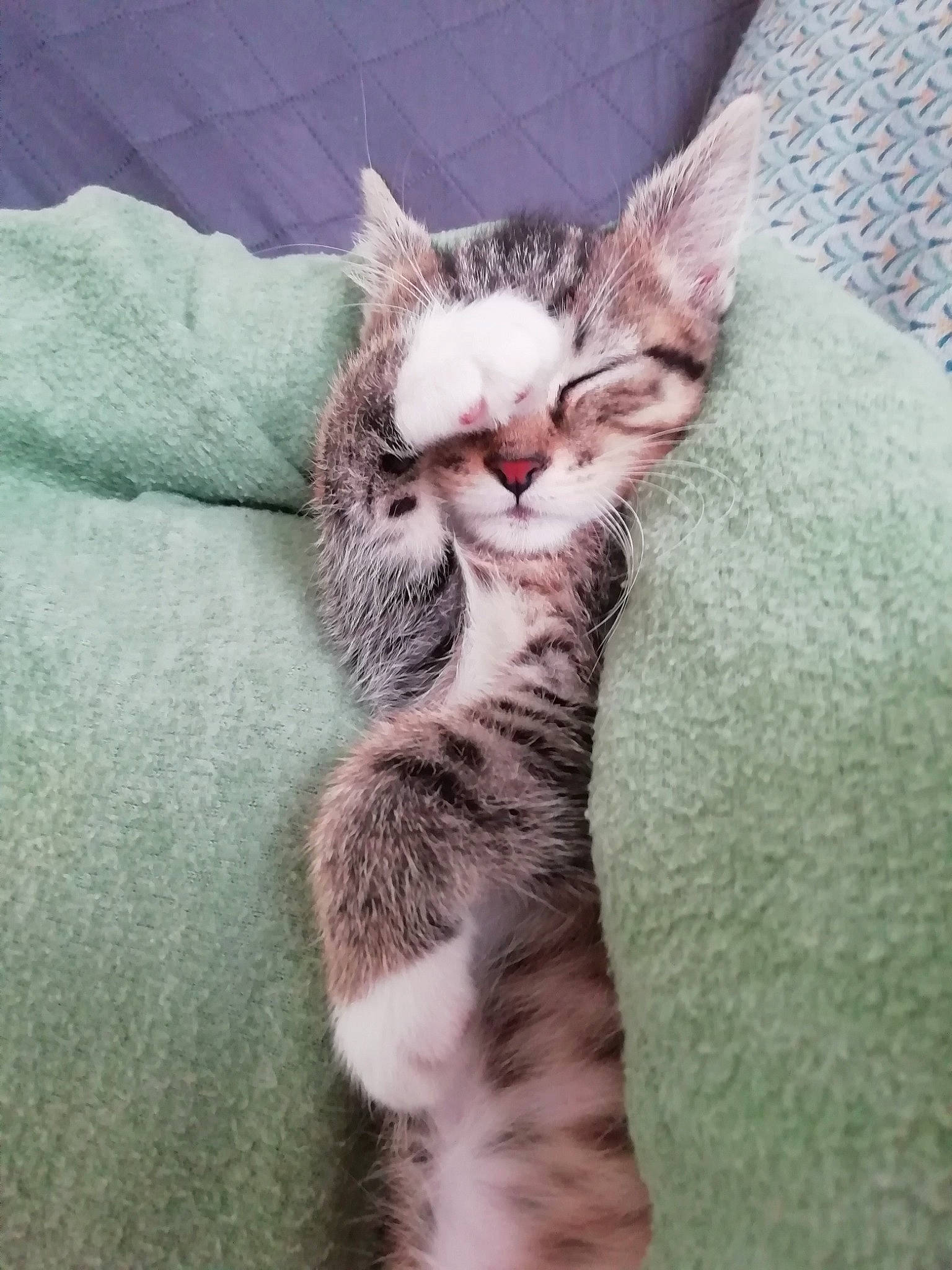 Milly a rejoint le concours — aidez-le/la à gagner de superbes lots ! carnivore, cat, claw, comfort, domestic_short_haired_cat, eye, felidae, foot, fur, grey, paw, small_to_medium_sized_cats, snout, tail, terrestrial_animal, whiskers