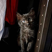 Grogu participe au concours pour gagner de l'argent avec cette photo : kitten, black_cat, blue_eyes, curious, pet, indoor, furniture, clothing, shadow, cute, animal, young, portrait, whiskers, fur, small, dark_background, floor, looking, alone