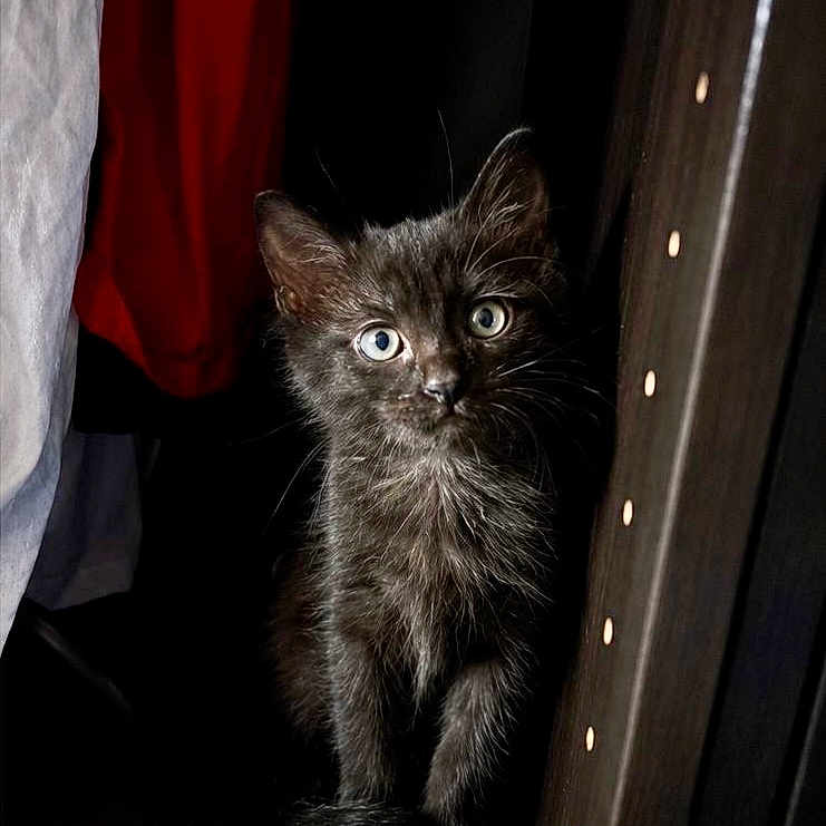 Grogu participe au concours pour gagner de l'argent avec cette photo : kitten, black_cat, blue_eyes, curious, pet, indoor, furniture, clothing, shadow, cute, animal, young, portrait, whiskers, fur, small, dark_background, floor, looking, alone