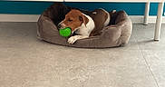 Marty participe au concours pour gagner de l'argent avec cette photo : dog, pet_bed, toy, green_ball, indoor, floor, tile_floor, brown_dog, white_dog, chewing, playing, resting, furniture, legs, blue_wall, cozy, domestic, animal, companion, cute