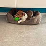 dog, pet_bed, toy, green_ball, indoor, floor, tile_floor, brown_dog, white_dog, chewing, playing, resting, furniture, legs, blue_wall, cozy, domestic, animal, companion, cute