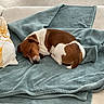 Marty a rejoint le concours — aidez-le/la à gagner de superbes lots ! dog, sleeping, blanket, couch, pillow, brown_and_white, pet, indoors, resting, cozy, nap, fur, animal, relaxation, home, soft_texture, comfort, quiet, small_dog, cute