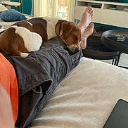 Marty a rejoint le concours — aidez-le/la à gagner de superbes lots ! dog, sleeping, person, couch, living_room, pillow, blanket, coffee_table, foot, shorts, orange_shirt, modern_interior, curtains, relaxation, pet, indoor, furniture, home, resting, nap