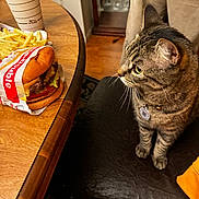 Tiny is registered to the contest to win money with this photo: cat, tabby_cat, burger, fries, fast_food, table, chair, wooden_table, indoor, food, curious, pet, feline, domestic_cat, beverage_cup, to_go_cup, food_wrapper, closeup, sitting, meal