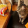 cat, tabby_cat, burger, fries, fast_food, table, chair, wooden_table, indoor, food, curious, pet, feline, domestic_cat, beverage_cup, to_go_cup, food_wrapper, closeup, sitting, meal