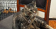 Tiny is registered to the contest to win money with this photo: animal, cat, chair, collar, crate, domestic, ears, feline, fur, home, indoor, leather, looking, pet, relaxed, sitting, tabby_cat, tag, whiskers, wooden_floor
