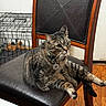 cat, tabby_cat, chair, leather, collar, indoor, pet, feline, wooden_floor, crate, tag, relaxed, animal, domestic, fur, ears, whiskers, sitting, looking, home