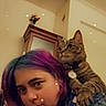Tiny is registered to the contest to win money with this photo: person, cat, indoor, hair_color, purple_hair, tabby_cat, collar, shoulder, face, portrait, furniture, cabinet, wall, star_effect, casual_clothing, curious, pet, animal, cute, home