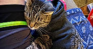 Tiny joined the competition — help win amazing prizes! cat, tabby_cat, hoodie, person, lap, indoor, relaxing, sleeping, pet, feline, clothing, gaming_controller, pink, fabric, comfort, rest, striped, paw, casual, home