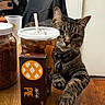 Tiny joined the competition — help win amazing prizes! cat, tabby_cat, table, drink, straw, pie_box, wooden_table, indoor, chair, jacket, door, floor, pet, relaxed, curious, food, beverage, container, collar, domestic_animal