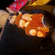 Hayley joined the competition — help win amazing prizes! dog, stuffed_toy, couch, pillow, black_pillow, red_bag, relaxed, lying_down, indoor, plush_toy, brown, black, tan, pet, animal, comfort, resting, cozy, fabric, fur