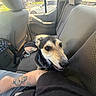 Hayley is registered to the contest to win money with this photo: dog, car_interior, backseat, tattoo, human_arm, window, seat, daylight, vehicle, pet, canine, closeup, animal, leash, collar, fabric, person, side_view, transportation, casual