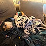 Hayley is registered to the contest to win money with this photo: dog, sofa, plush_toy, blanket, indoor, relaxed, brown, stuffed_animal, pet, ears, collar, resting, cozy, couch, home, comfort, animal, sleepy, toy, furniture