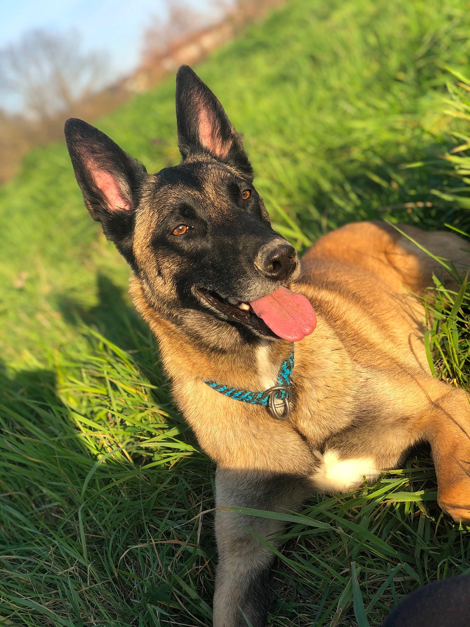 Heaven participe au concours pour gagner de l'argent avec cette photo : belgian_shepherd_malinois, canidae, carnivore, collar, dog, dog_breed, dog_collar, dog_supply, fawn, german_shepherd_dog, grass, grass_family, grassland, herding_dog, liver, pet_supply, prairie, snout, sporting_group, working_animal