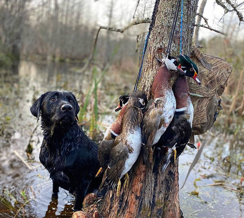 Sadie is registered to the contest to win money with this photo: _geese_and_swans, beak, bird, carnivore, dog, dog_breed, duck, ducks, fowl, natural_landscape, plant, sky, terrestrial_animal, tree, trunk, water, waterfowl, wildlife, winter, wood