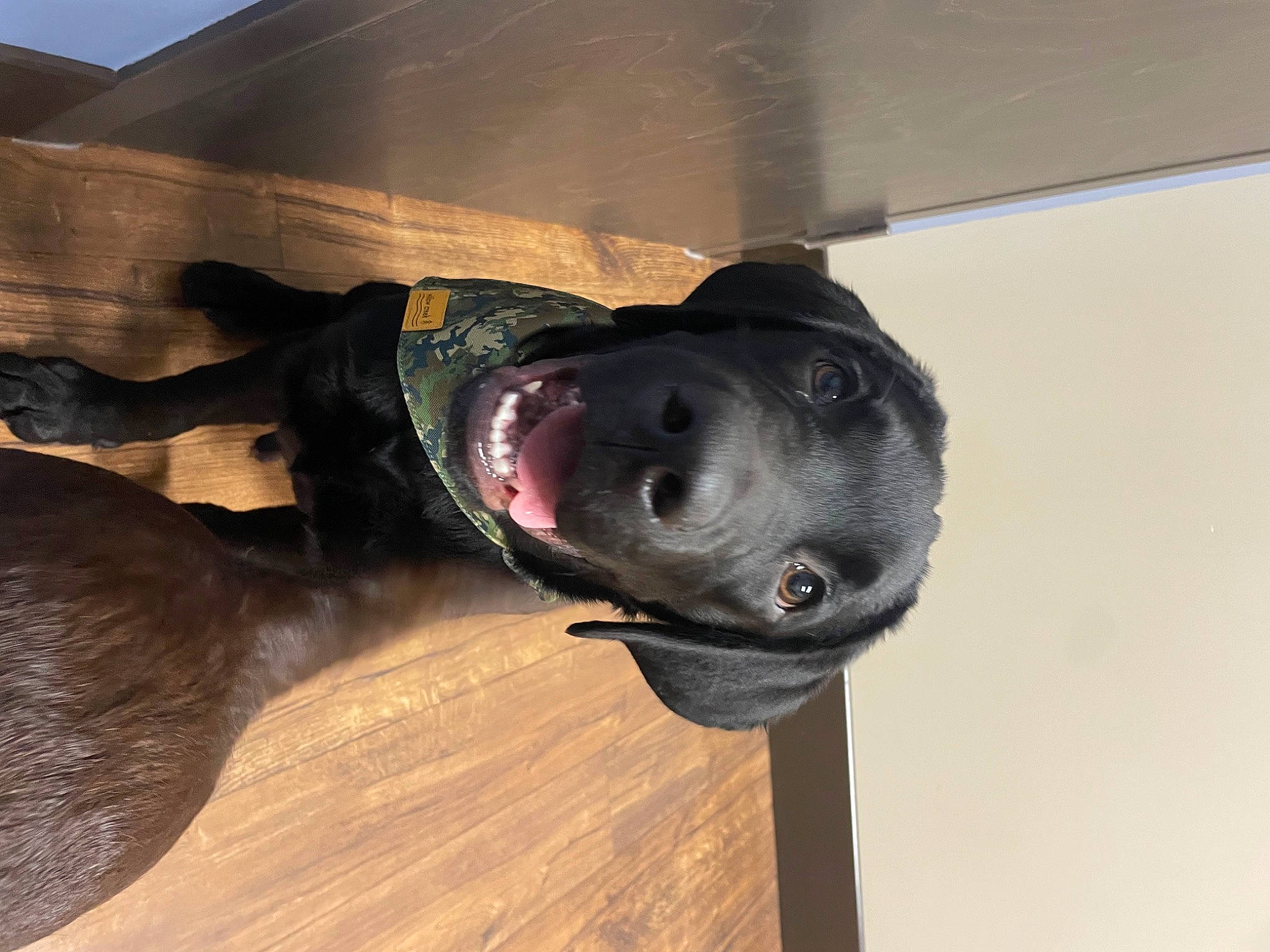 Hemi is registered to the contest to win money with this photo: canidae, carnivore, dog, dog_breed, dog_collar, fawn, guard_dog, hardwood, helmet, landscape, non_sporting_group, personal_protective_equipment, recreation, sculpture, snout, sporting_group, sports_toy, wood, working_animal