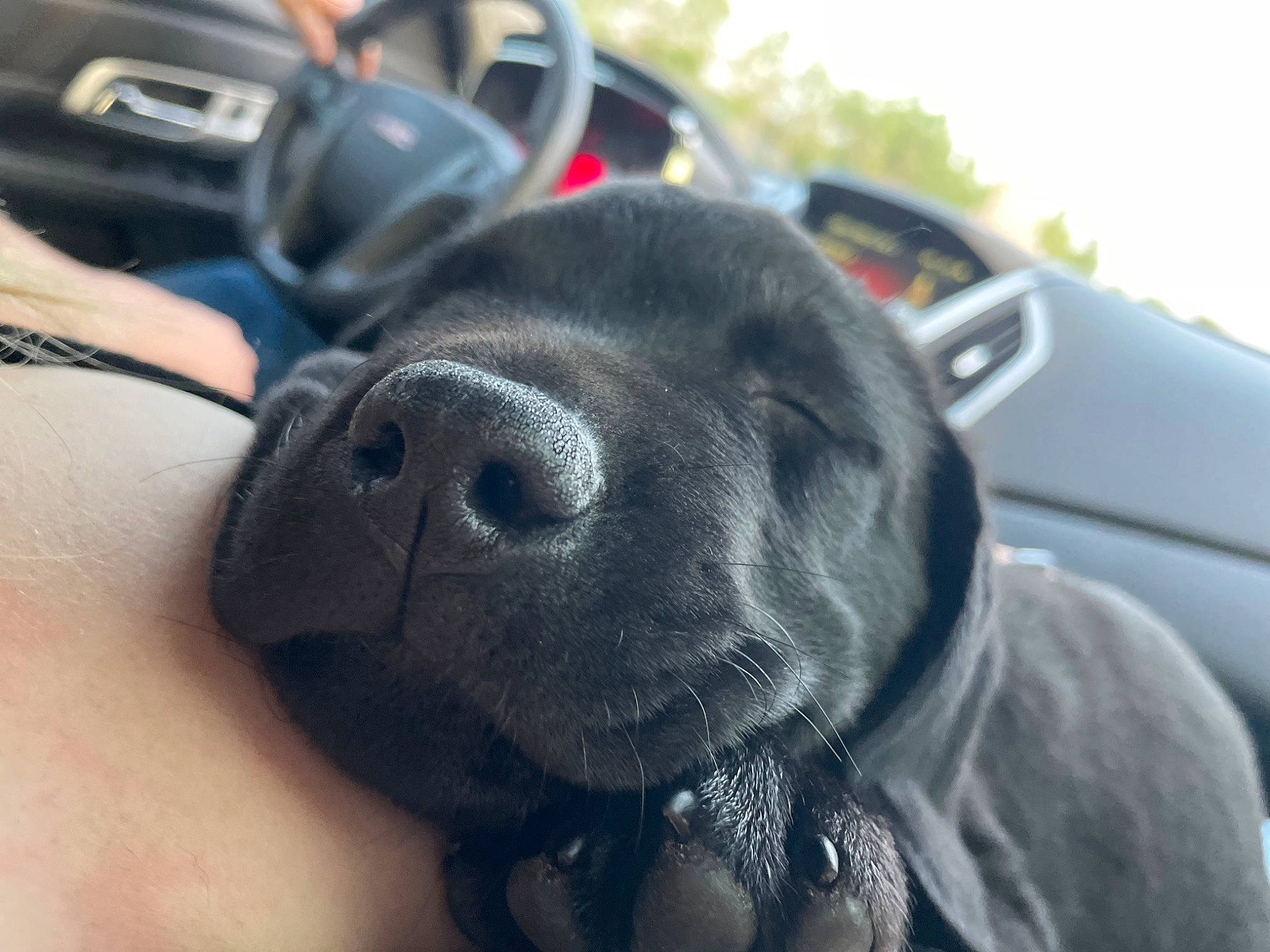 Hemi joined the competition — help win amazing prizes! auto_part, automotive_mirror, automotive_tire, car, carnivore, collar, companion_dog, dog, dog_breed, dog_collar, family_car, fawn, motor_vehicle, personal_luxury_car, snout, steering_wheel, vehicle, vehicle_door, whiskers, working_animal