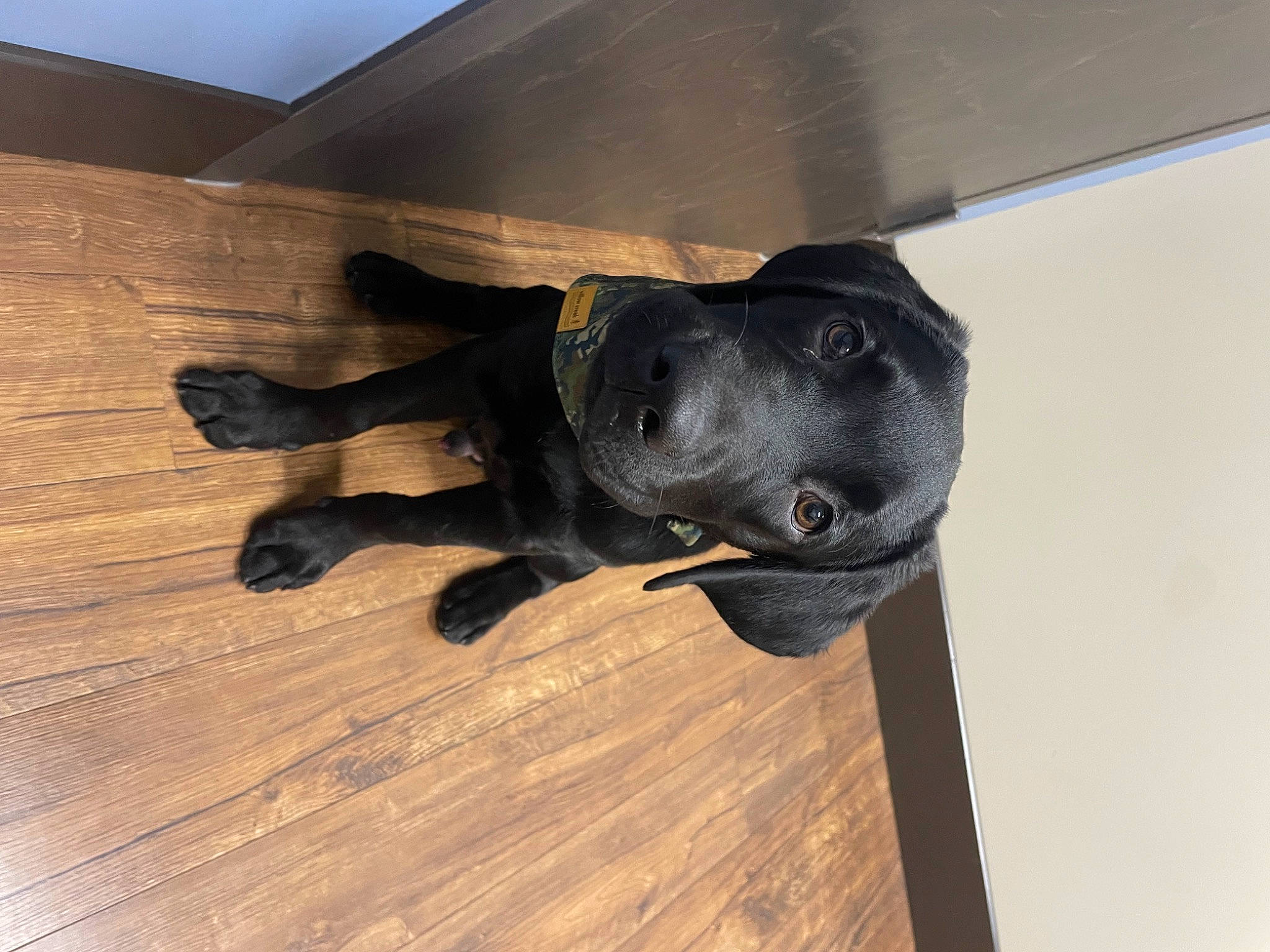 Hemi is registered to the contest to win money with this photo: borador, carnivore, companion_dog, dog, dog_breed, flooring, fur, guard_dog, hardwood, laminate_flooring, plank, sky, sporting_group, tail, terrestrial_animal, varnish, wood, wood_flooring, wood_stain, working_animal