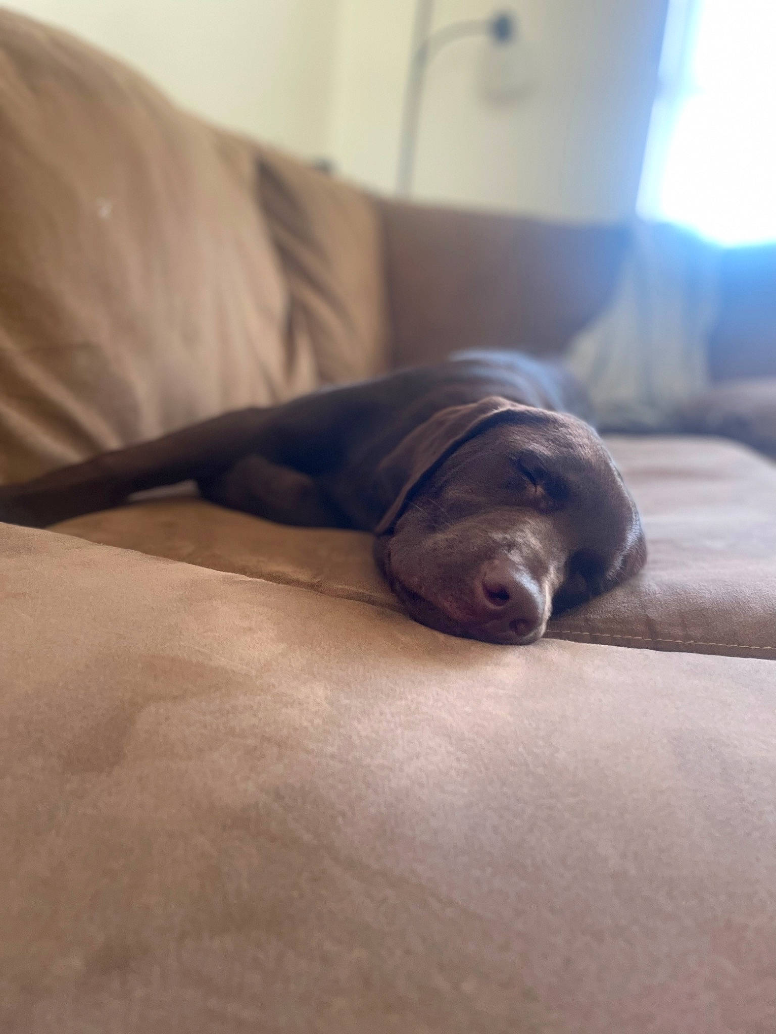 Chevy is registered to the contest to win money with this photo: canidae, carnivore, comfort, companion_dog, dog, dog_breed, fawn, flooring, grey, hardwood, human_leg, linens, liver, nap, room, sporting_group, terrestrial_animal, whiskers, window, wood