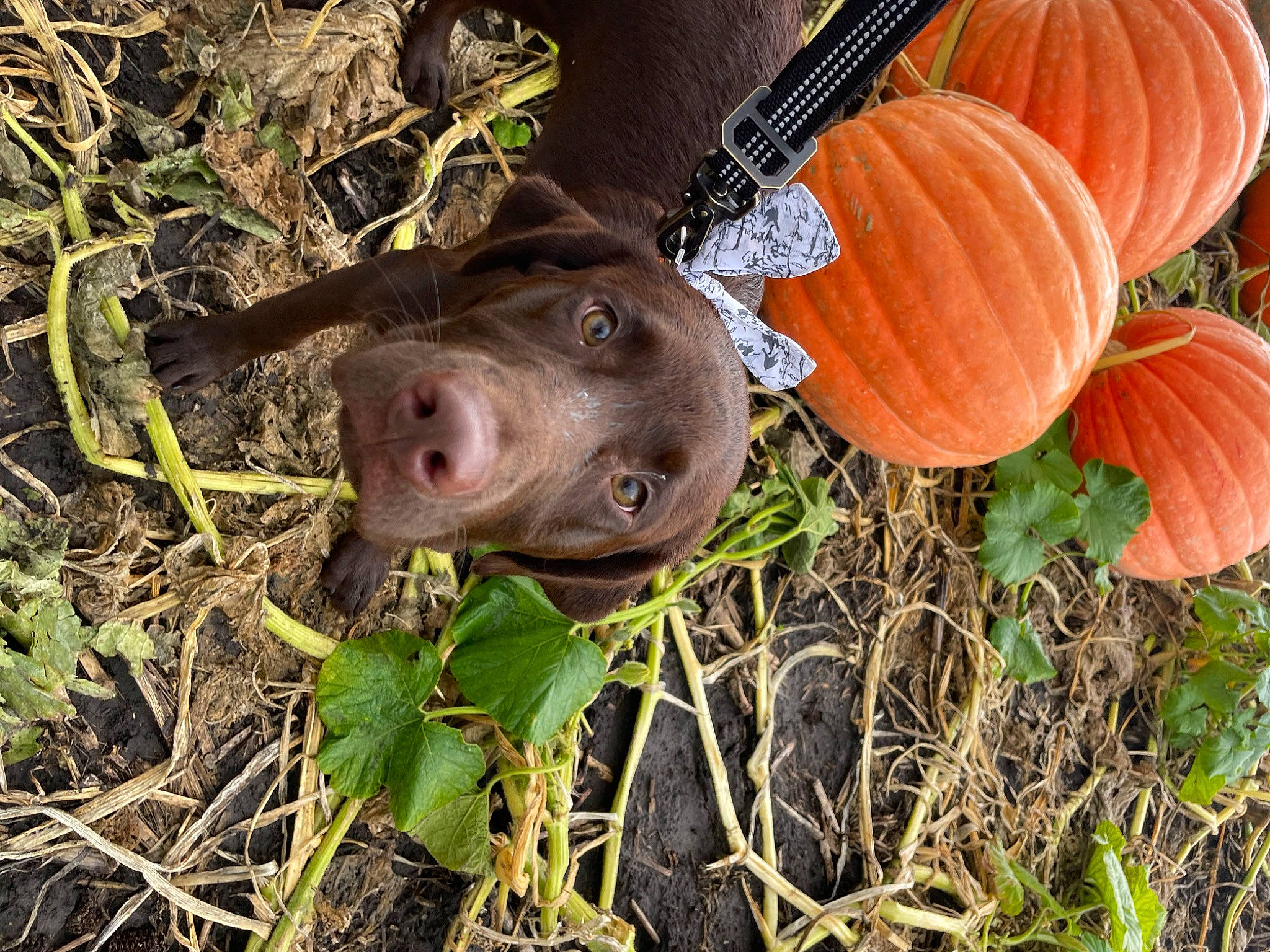 Chevy is registered to the contest to win money with this photo: agriculture, calabaza, cucurbita, dog_breed, eye, fawn, gourd, grass, liver, natural_foods, plant, produce, pumpkin, snout, soil, squash, terrestrial_animal, vegetable, winter_squash, working_animal