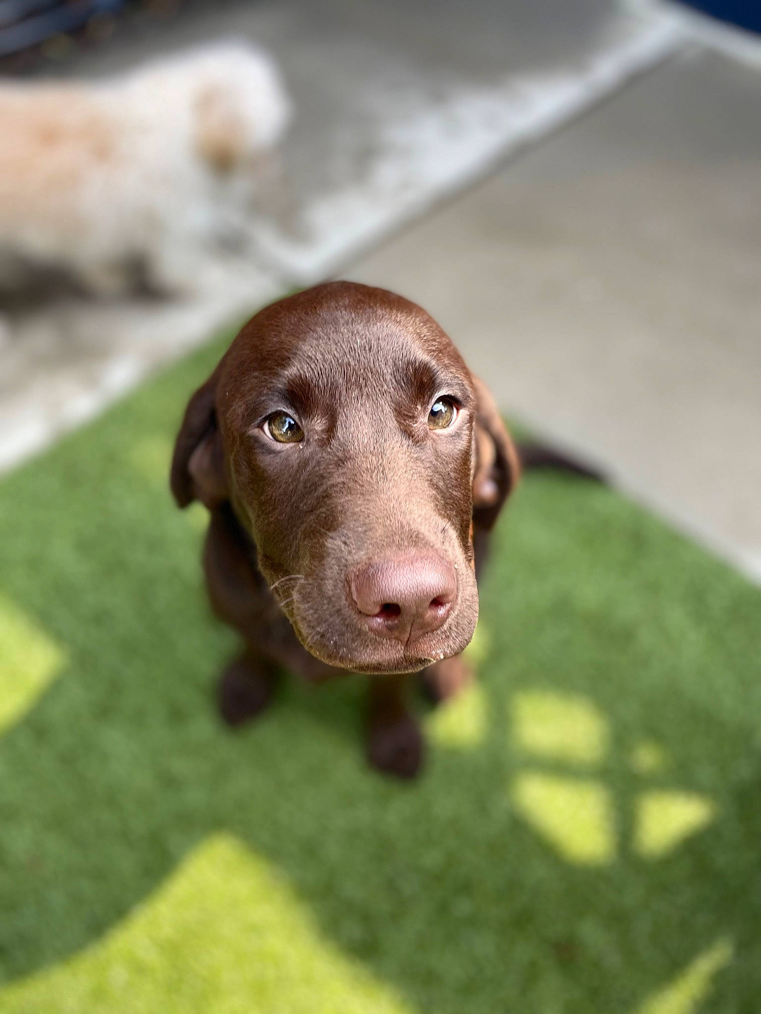 Chevy joined the competition — help win amazing prizes! carnivore, companion_dog, dog, dog_breed, gun_dog, hunting_dog, liver, snout, sporting_group, terrestrial_animal, working_animal