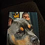 Vinny joined the competition — help win amazing prizes! dog, close_up, portrait, brown, black, tan, collar, pet, animal, face, ears, snout, crown, illustration, indoor, dark_background, canine, fur, muzzle, expression