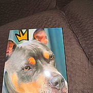 Vinny is registered to the contest to win money with this photo: dog, photo, printed_photo, couch, brown, glare, portrait, animal, canine, face, ears, nose, fur, cartoon_crown, background, texture, closeup, indoor, pet, expression