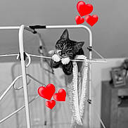 Mia a rejoint le concours — aidez-le/la à gagner de superbes lots ! abyssinian, animal, balloon, bodypart, cat, chair, crib, finger, flower, flowerarrangement, furniture, hand, handrail, infantbed, kitten, person, pet, plant, railing, symbol